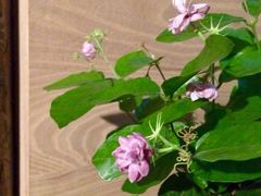 iphone_upload_pic-VOYAGE COFFEE(北锣鼓巷店)