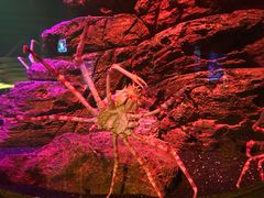 -暹罗海洋世界