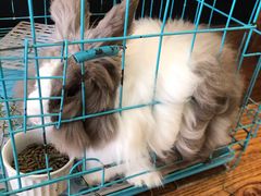 -志龙皇冠吃货椰子铺