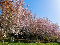 -海棠花溪(元大都城垣遗址公园)