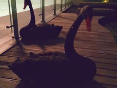 -行者书屋大堂吧 ·下午茶(南京圣和府邸酒店)