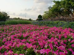 -映月湖公园