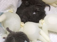 -联合动物医院(光谷诊疗中心)