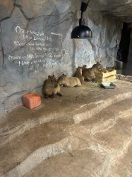 -Zoolung Zoolung动物主题公园(海信广场店)