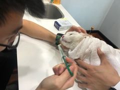 -瑞派动物医院·绝育·犬猫全科·预防医学(光景江南中店)