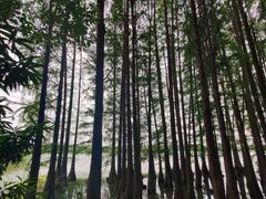 -东湖落雁景区