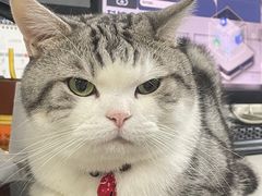 -lincat·猫舍(广州店)