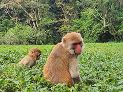 -海南热带野生动植物园