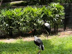 -新加坡飞禽公园
