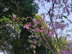 -南山植物园