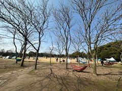 -上海滨江森林公园