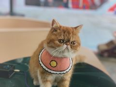 -瞄一喵猫咖(格力海岸店)