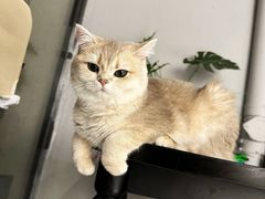 -琪喵猫屋·撸猫猫咖·猫舍