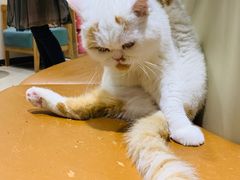 -藏猫猫咖啡主题馆(中央大道店)