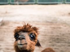 -青藏高原野生动物园