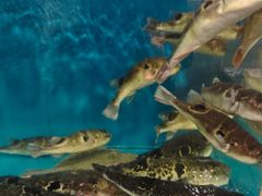 -天正河鲀·河豚亭(大连店)