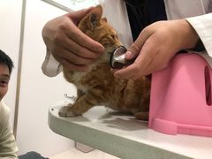 -佳雯宠物医院(四明中路分院)