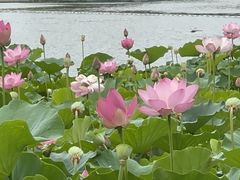 -莲花池公园