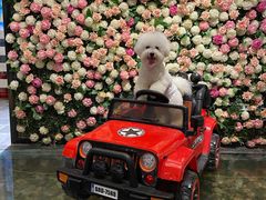 -百好乐宠物友好餐厅(朝外大街店)