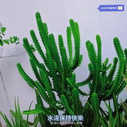 点击看大图 -巴黎婚纱摄影工作室