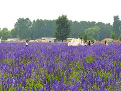 景点-北京东方普罗旺斯薰衣草庄园