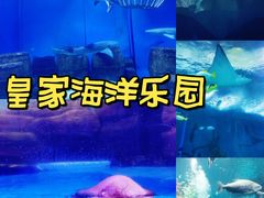 -皇家海洋乐园