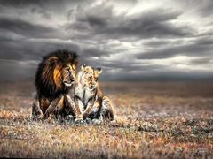 -罗红摄影艺术馆