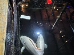 -蓝湾碧波·老字号·疍家非遗海上餐厅