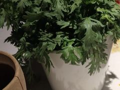 -川西坝子(老军营店)