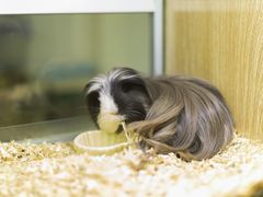 -藦茜花园宠物主题亲子互动体验馆(国顺东路店)