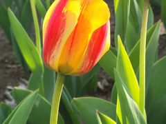 -长春公园(普阳街道)