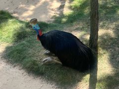 -西霞口神雕山野生动物世界