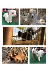 -萌宠亲子动物乐园(槐房万达店)