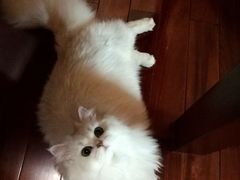 -瑞派天宁宠物医院·猫科·异宠中心
