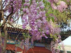 -北京国子监胡同