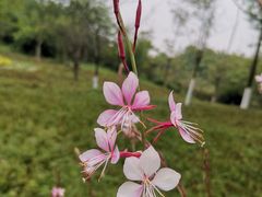 -桤木河湿地公园