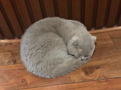 -猫友咖啡店(玉林西路店)