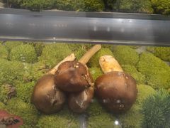 -一朵菌·野生菌探索家火锅(南亚店)