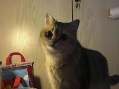 -猫大福·Fortune Cat猫舍(百子湾店)