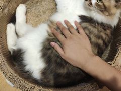 -万小咖.猫咖(中山路天虹店)