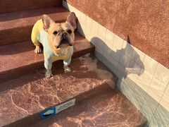 -帕帕拉兹宠物(亚洲旗舰店)