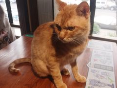 -more than meow吴止猫主题餐厅(承德 中船汇店)