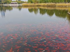 -西海子公园