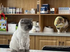 -佑安动物医院·全科·内窥镜中心(幸福巷店)