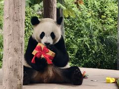 -中国大熊猫保护研究中心雅安碧峰峡基地