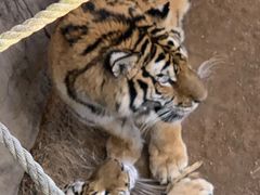 -西霞口神雕山野生动物世界