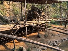 -西双版纳原始森林公园