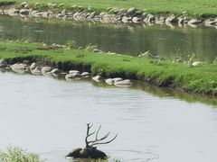 -北京麋鹿生态实验中心