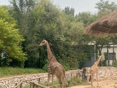 -北京野生动物园