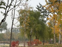 -莲花池公园